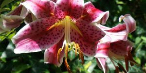 Лилия садовая - как да се засаждат и да се грижат за цвете в страната